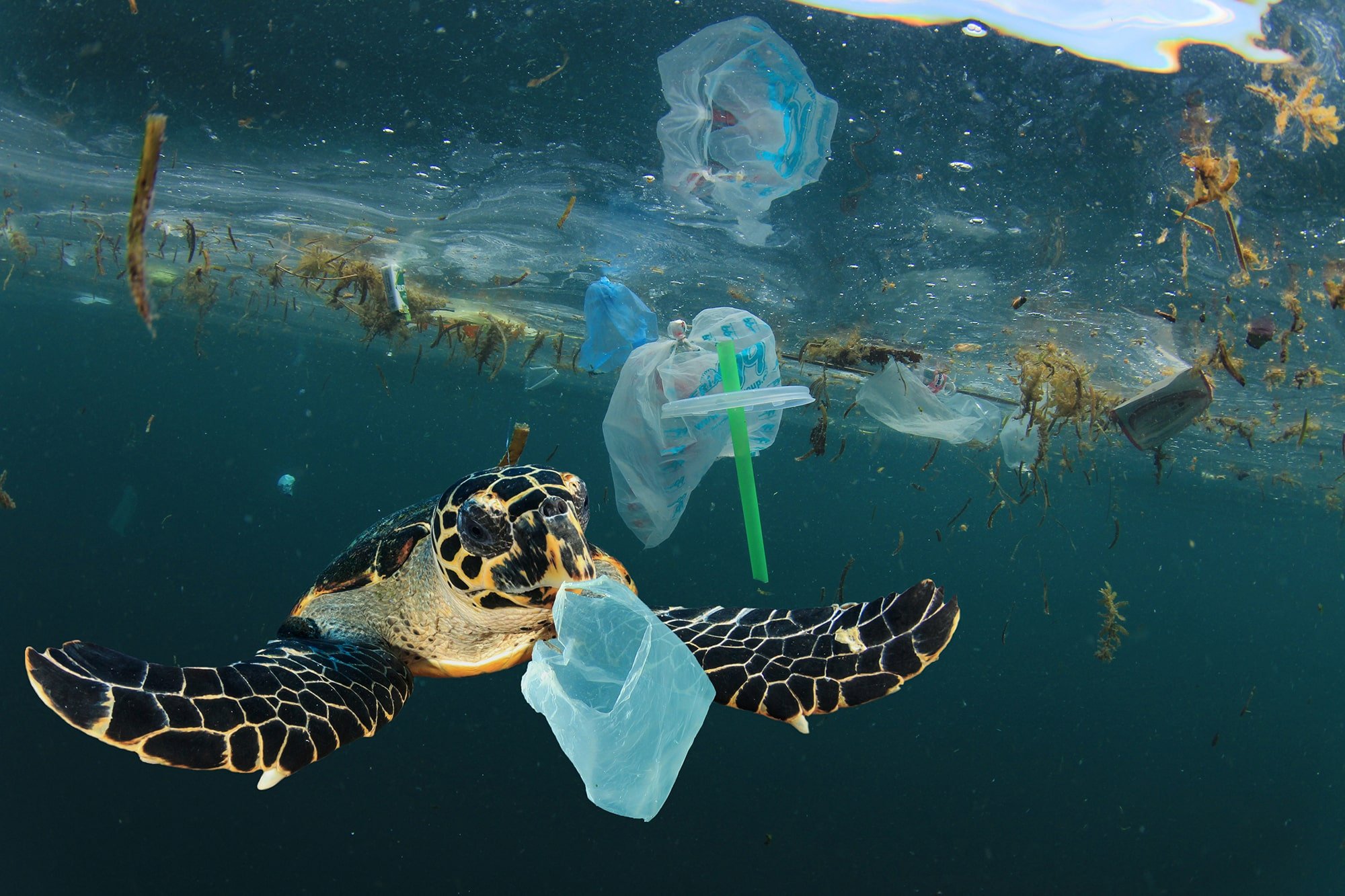 Sea turtle eating a plastic bag, mistaking it for jellyfish