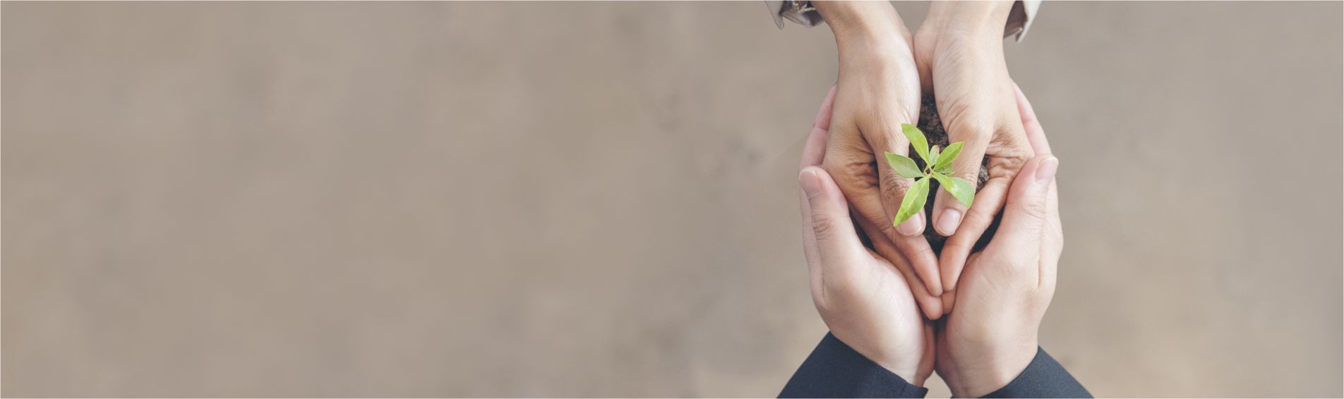 Hands holding a plant