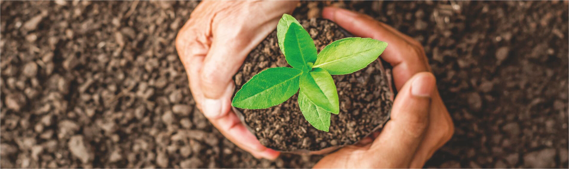 Hands holding earth